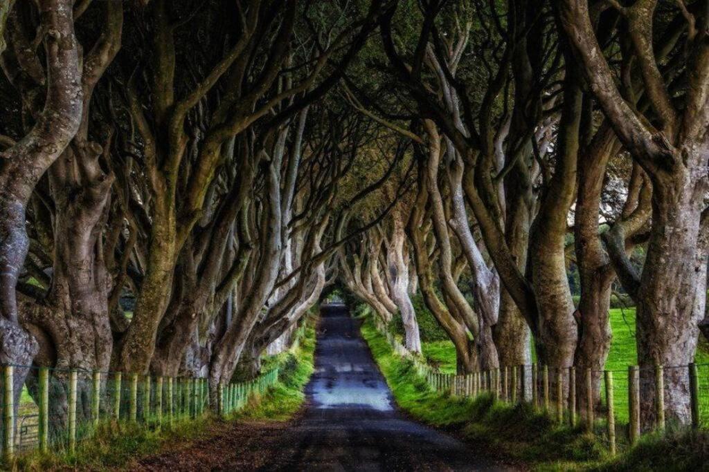 Cushendall Stables エクステリア 写真